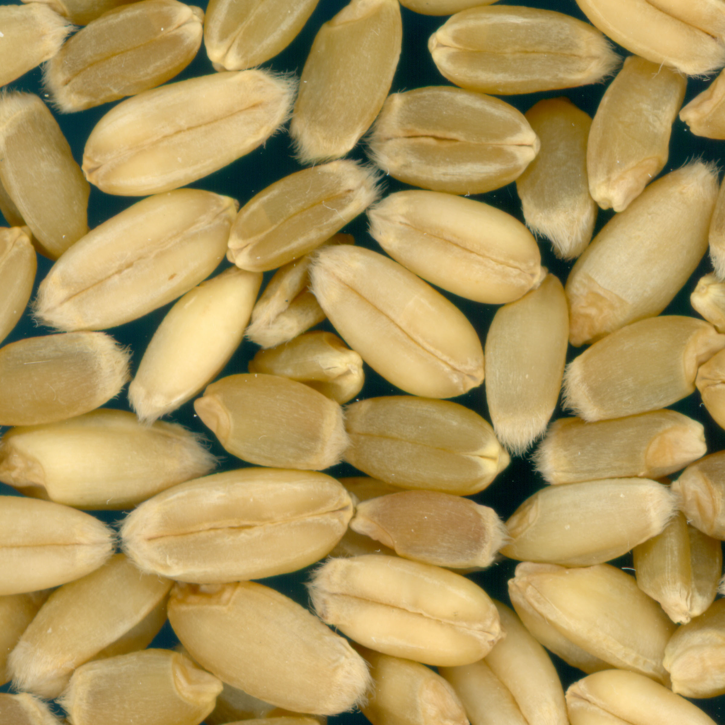 Click for 3 image(s) for this accession. KERNELS